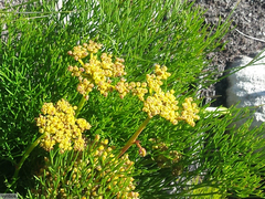 Nanobubon strictum