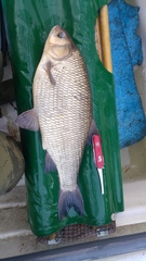 Leuciscus idus