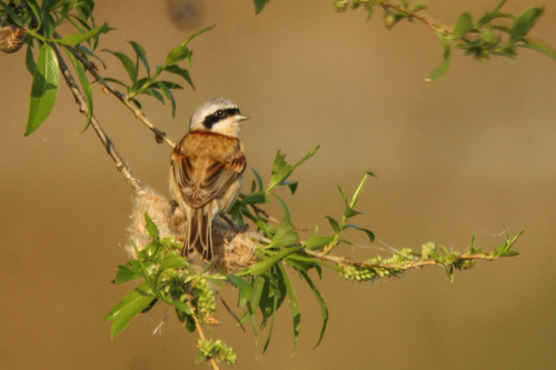 Chinese Penduline Tit (Remiz consobrinus), photo 8