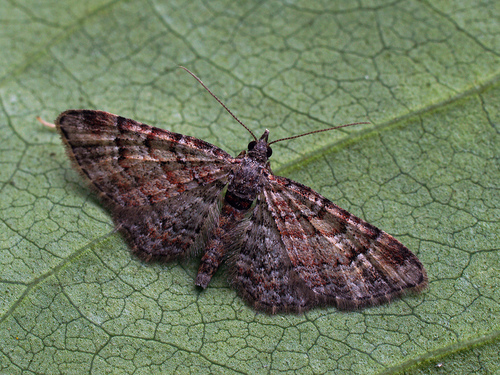 Double-striped Pug, photo 4 of 10