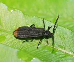 Diatrichalus funereus