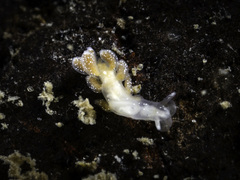Embletonia pulchra