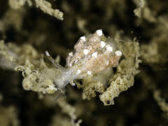 Eubranchus scintillans