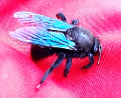 Xylocopa violacea