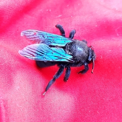Xylocopa violacea