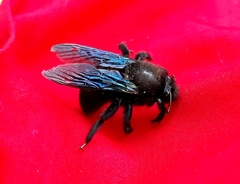 Xylocopa violacea