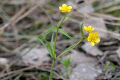 Ranunculus monophyllus