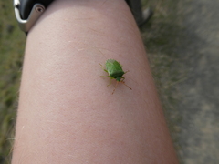 Sinopla perpunctatus