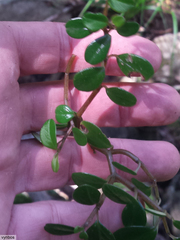 Peperomia retusa