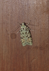 Izatha peroneanella