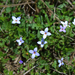 Houstonia pusilla - Photo (c) amy_buthod, μερικά δικαιώματα διατηρούνται (CC BY-NC-SA)
