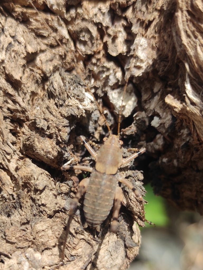 Drymadusella