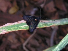 Psichotoe duvaucelii