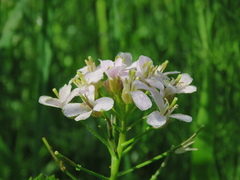 Cardamine macrophylla