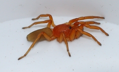 Caponia