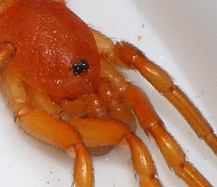 Caponia