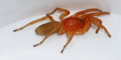 Caponia