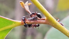 Dolichoderus scabridus