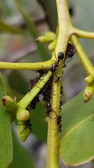 Dolichoderus scabridus