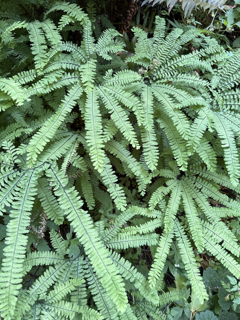 western maidenhair fern from NW Cornell Rd, Portland, OR, US on July 3 ...