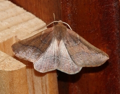 Drepanogynis cnephaeogramma