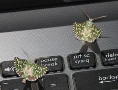 Drepanogynis bifasciata