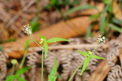 Hydrocotyle geraniifolia