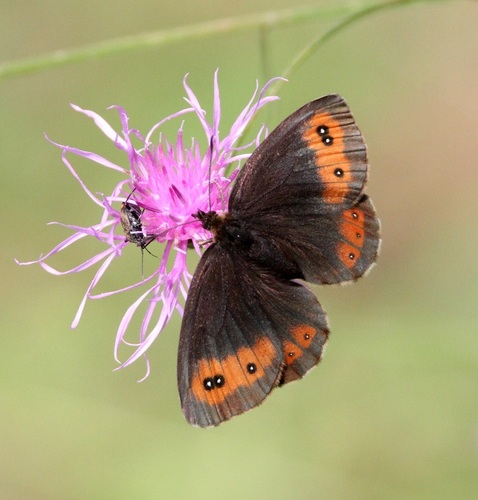 Large Ringlet, Περιφέρεια Ανατολικής Μακεδονίας και Θράκης, Ελλάδα, photo 5 of 10