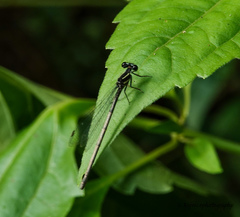 Platycnemididae