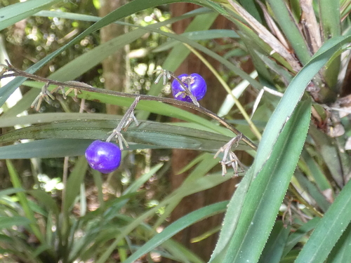 Dianella caerulea