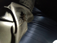 Paraleprodera itzingeri