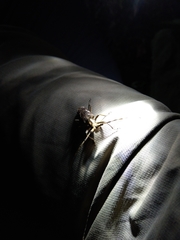 Paraleprodera itzingeri