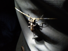 Paraleprodera itzingeri