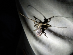 Paraleprodera itzingeri