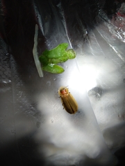 Diaphanes citrinus