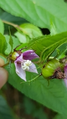 Cyclocodon lancifolius