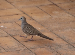 Geopelia striata