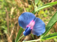 Lathyrus