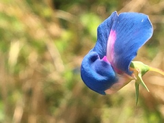 Lathyrus