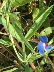 Lathyrus