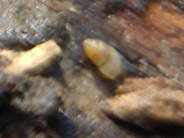 Carychium