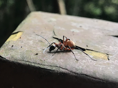 Polyrhachis bihamata