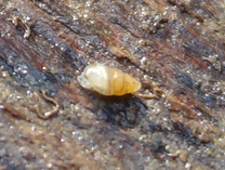 Carychium