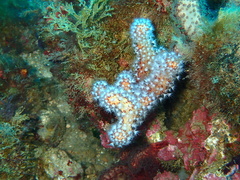 Alcyonium acaule