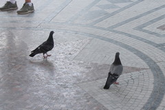 Columba livia domestica