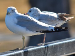 Larus delawarensis