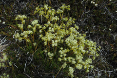 Aciphylla monroi