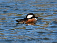 Lophodytes cucullatus