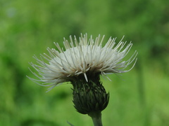 Cirsium helenioides