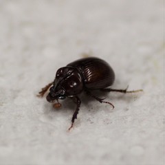Odonteus